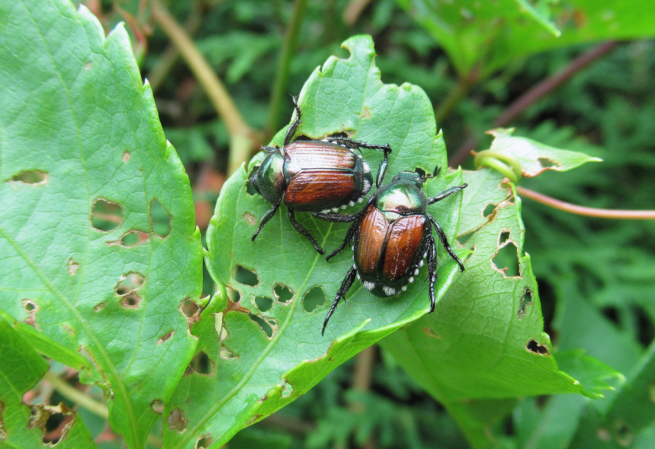 two japanese beatles on green leaves with holes in them. 